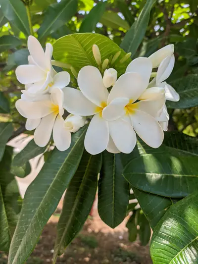 Photograph by Prakrisht Dahiya